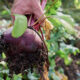 Superfood Rote Beete